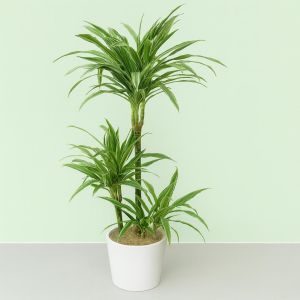 Dracaena Warneckei v2 Studio