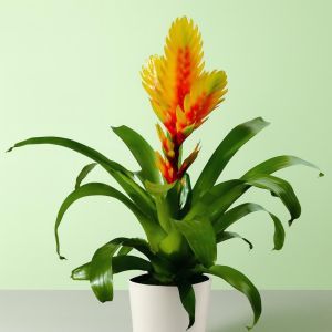 Vriesea yellow v1 Studio
