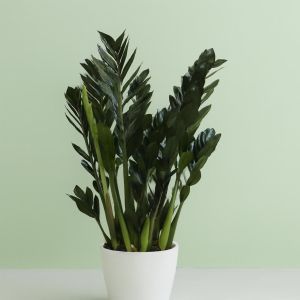 Zamioculcas zamiifolia Super Nova Studio