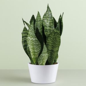 Sansevieria Zeylanica   hoogte 45 50 Studio