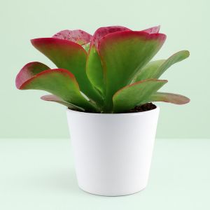 Kalanchoe thyrsiflora.jpg Studio