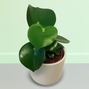 Peperomia polybot Raindrop 2.jpg Studio