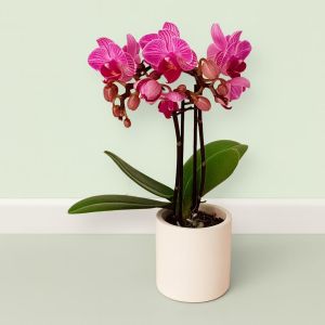 Phalaenopsis mini Pink  Studio