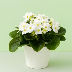 Saintpaulia wit Studio